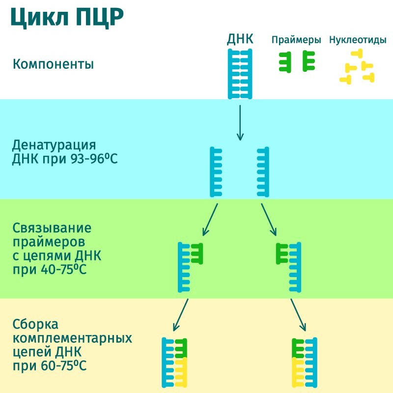 Полимеразной цепной реакции схема