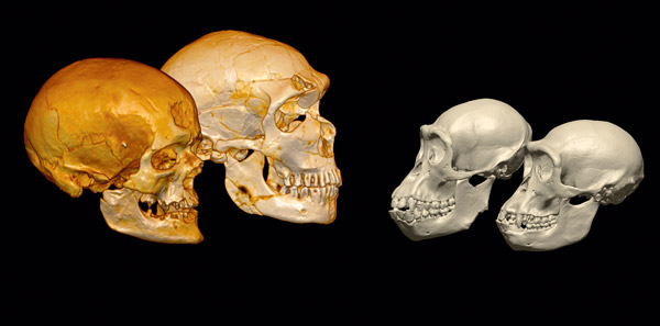 neandertal_roots_cranium_2_600.jpg