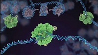  " -  "     CRISPR/Cas9