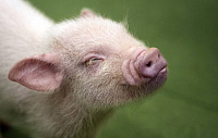 В Японии впервые вывели свинью, чьи органы можно будет пересадить человеку